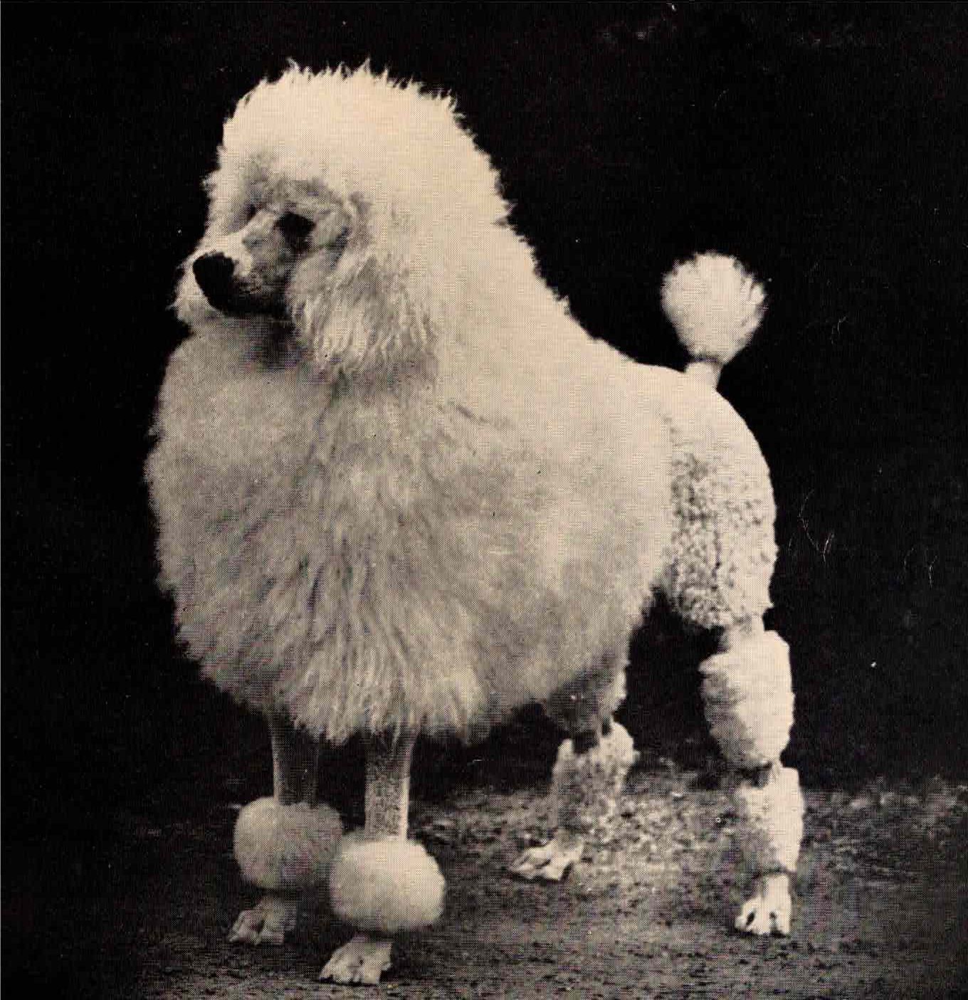 100 Years of Best in Show